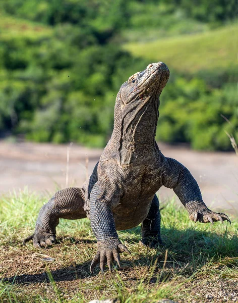 Komodo dragon stands on its hind legs — Stock Photo, Image