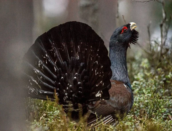 Lekking Capercaillie male in spring forest — Stock Photo, Image