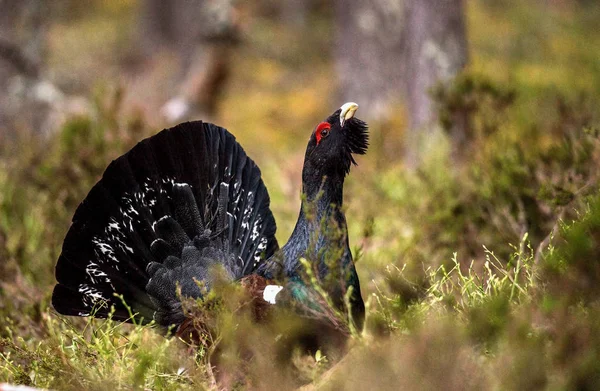 Lekking Capercaillie male in spring forest — Stock Photo, Image