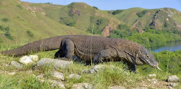 Komodo naga di habitat alami — Stok Foto