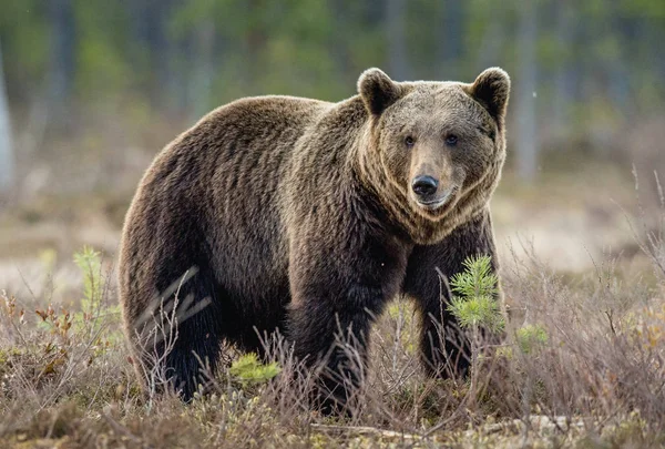 Urso castanho no pântano — Fotografia de Stock