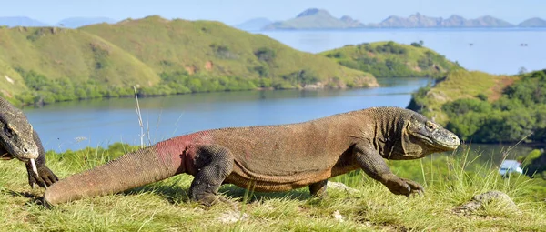 Dragón de Komodo en hábitat natural — Foto de Stock