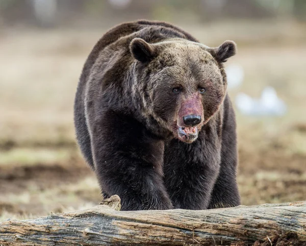Retrato de urso com focinho manchado de sangue — Fotografia de Stock