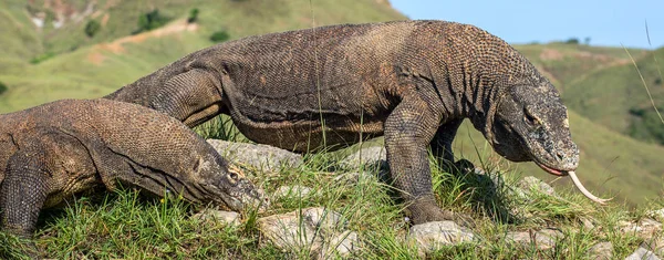 Dragões de komodo com a língua bifurcada cheirar ar — Fotografia de Stock