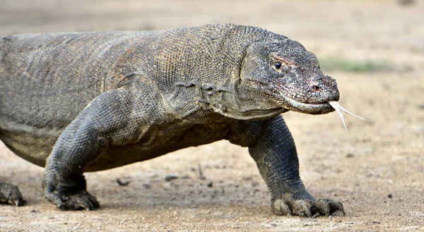 Komodo-Drache mit der gespaltenen Zunge schnuppert Luft — Stockfoto