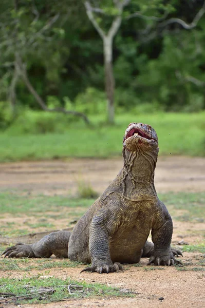 De draak van komodo — Stockfoto