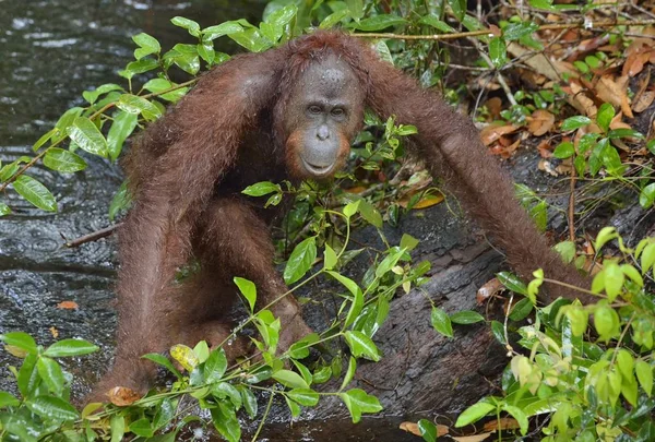 Orangután borneano en el agua — Foto de Stock