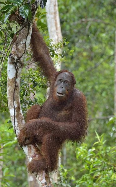 Orangutan borneański na drzewo — Zdjęcie stockowe