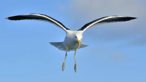 Gaivota adulta voadora Kelp — Fotografia de Stock