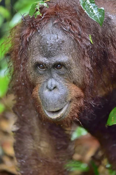 Orango borneo in natura selvaggia — Foto Stock