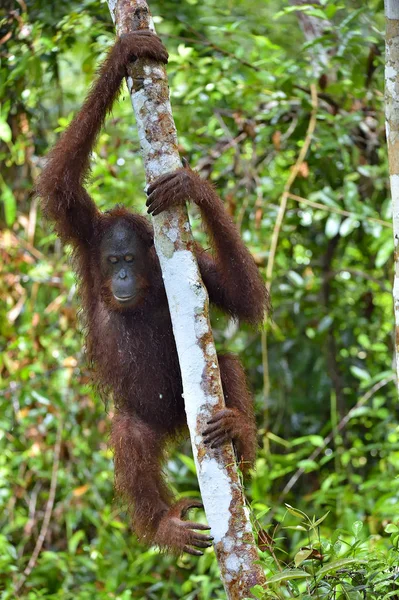 Bornean orangutan on tree — Stock Photo, Image