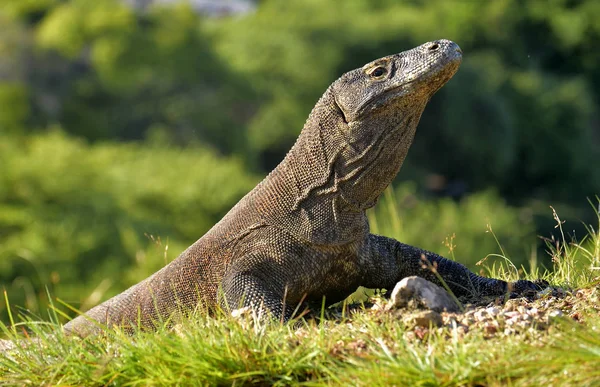 Portrait of the Komodo dragon — Stock Photo, Image