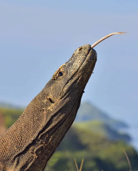 Dragão de komodo com a língua bifurcada cheirar ar — Fotografia de Stock