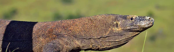 Komodo dragon portresi