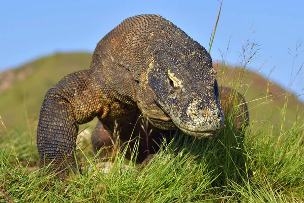 Ritratto del drago di Komodo — Foto Stock