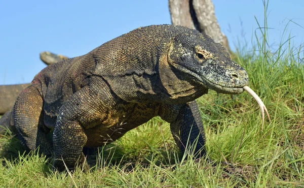 Komodo dragon with the forked tongue sniff air — Stock Photo, Image