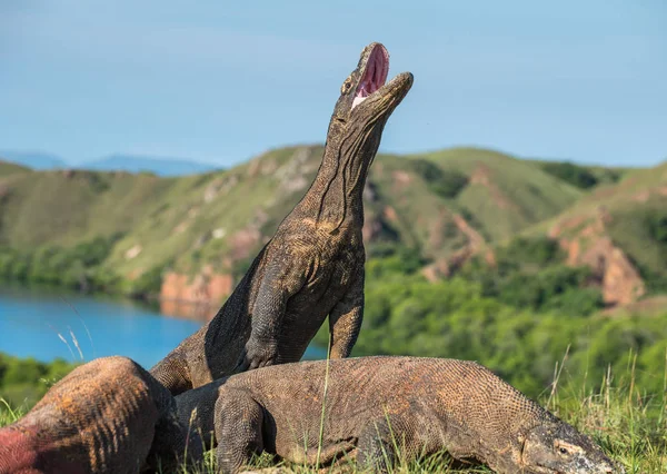 Komodovaranen med öppen mun — Stockfoto