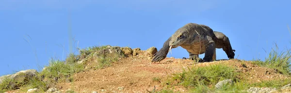 コモドドラゴン (ヴァラヌス komodoensis — ストック写真