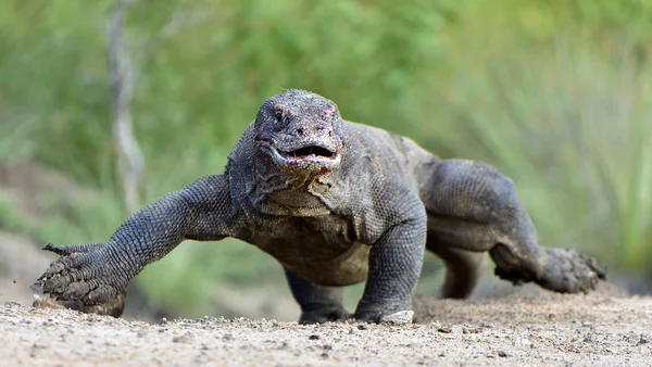 Комодский дракон (Varanus komodoensis — стоковое фото