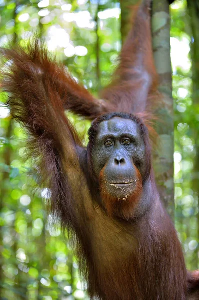 Borneose orang-oetan op boom in de wilde natuur — Stockfoto