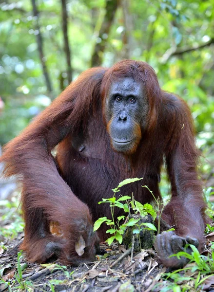 Orangután borneano en la naturaleza salvaje —  Fotos de Stock