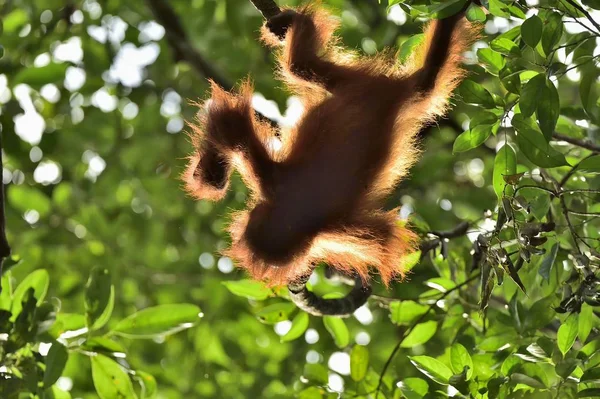 Silueta dětská orangutan — Stock fotografie