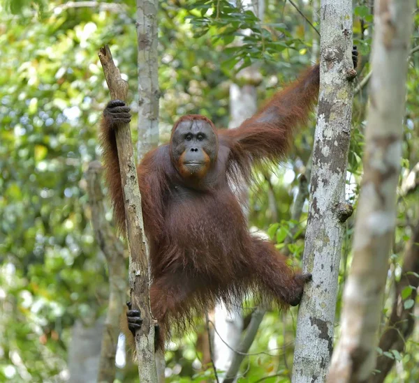 Orangutan borneański na drzewo — Zdjęcie stockowe