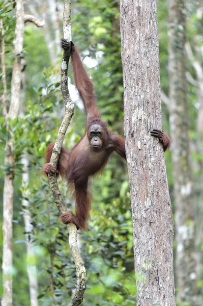 婆罗洲猩猩在树上 — 图库照片