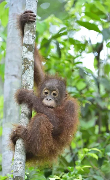 Orangutan borneański centralnego — Zdjęcie stockowe