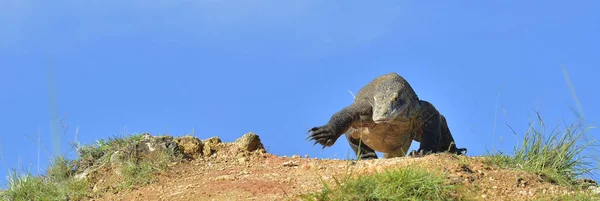 Komodo δράκος (Varanus komodoensis — Φωτογραφία Αρχείου