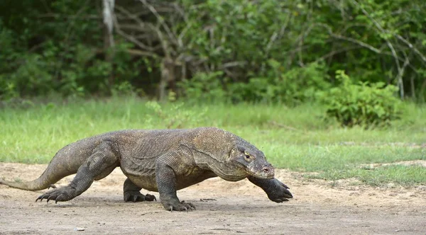 Komodo δράκος (Varanus komodoensis — Φωτογραφία Αρχείου