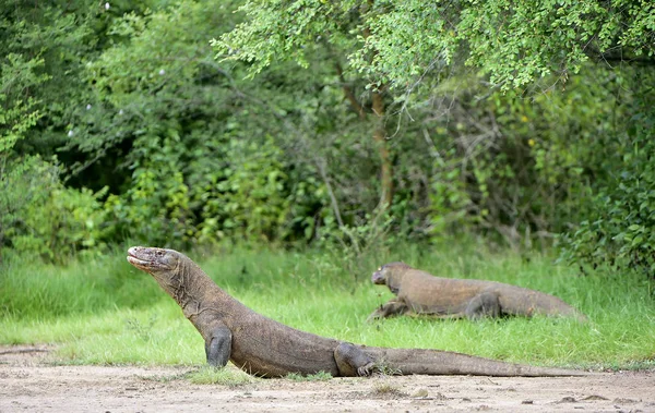 Porträt der Komododrachen — Stockfoto