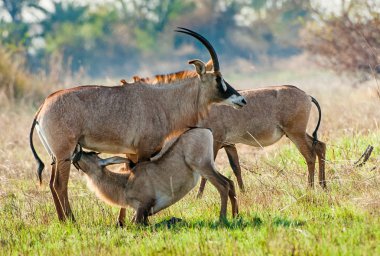 Marriage games of Roan antelope clipart