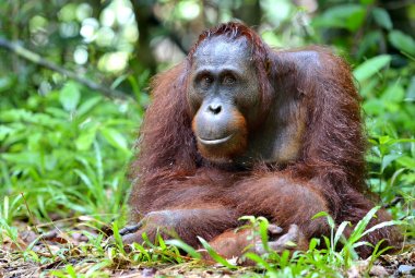 Vahşi doğada Borneo orangutan