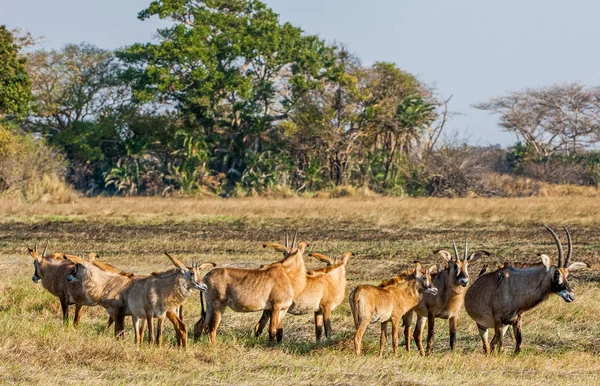 Grupo de antílopes de Roan — Foto de Stock