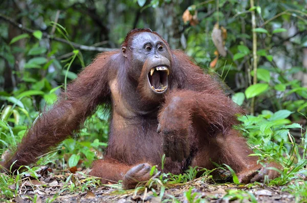 红毛猩猩得张大了嘴巴 — 图库照片