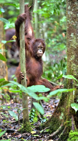 Orangután borneano en el árbol —  Fotos de Stock