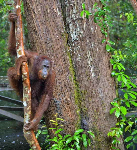 Orango borneo su albero — Foto Stock