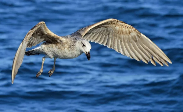 Flying Juvenile Kelp gull — Stock Photo, Image