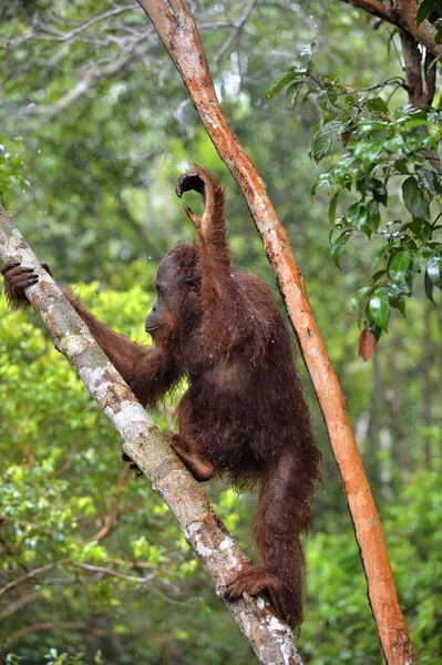 Orangutan borneański na drzewo — Zdjęcie stockowe