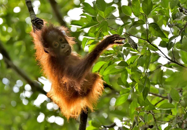 Silueta dětská orangutan — Stock fotografie