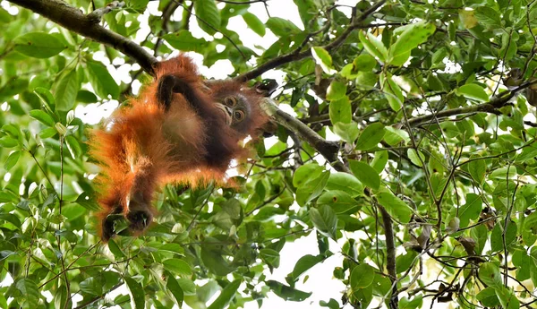 Sziluettjét a baba orangután — Stock Fotó