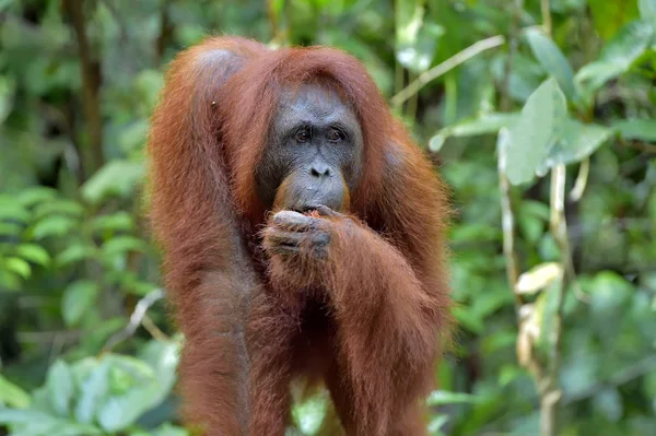 Orango borneo nella natura selvaggia — Foto Stock