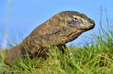 Komodo dragon portresi