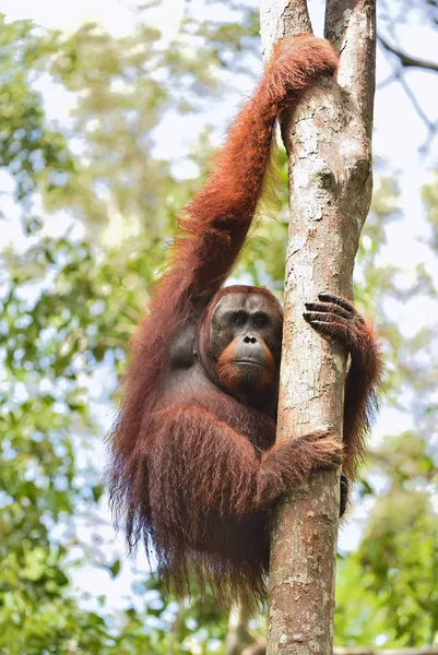 Bornéu orangotango na árvore — Fotografia de Stock