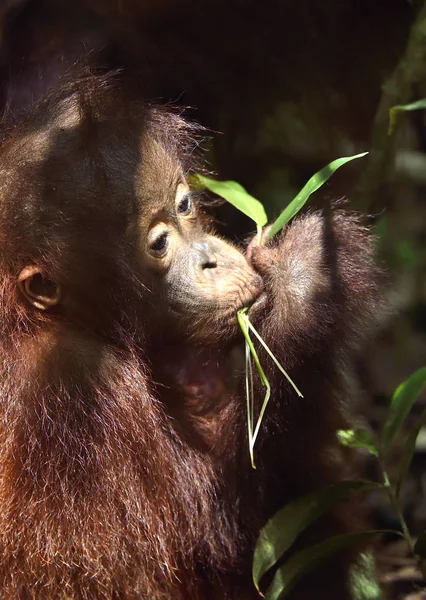 Cucciolo di orango in habitat naturale — Foto Stock