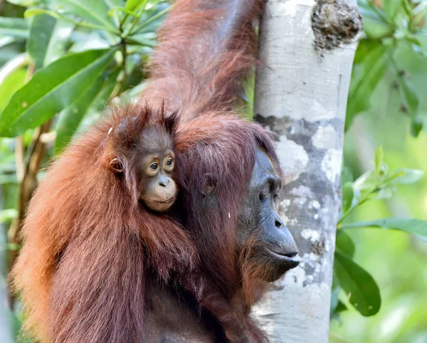 Matka orangutan a mládě — Stock fotografie