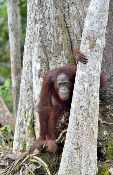 Bornean orangutan on tree — Stock Photo, Image