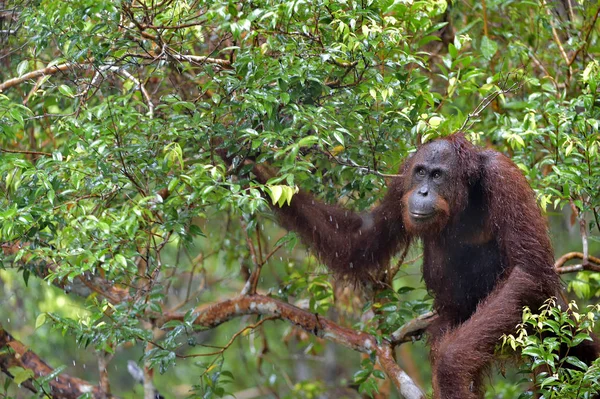 Borneose orang-oetan op boom — Stockfoto