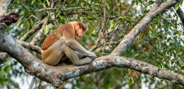 Male of Proboscis Monkey sitting on tree clipart